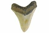 Fossil Megalodon Tooth - North Carolina #158222-2